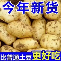 沃土五号个头大沙土地种植一手货源直接对接