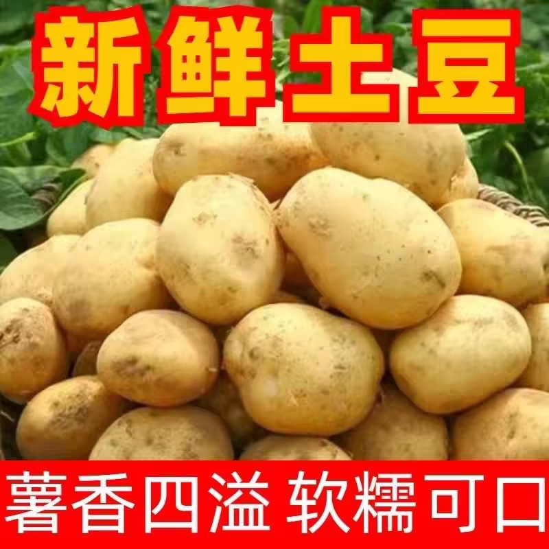实验一号土豆实验1土豆产地一手货源，量大从优