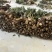 刚刚下山的苦菜需要的老板联系