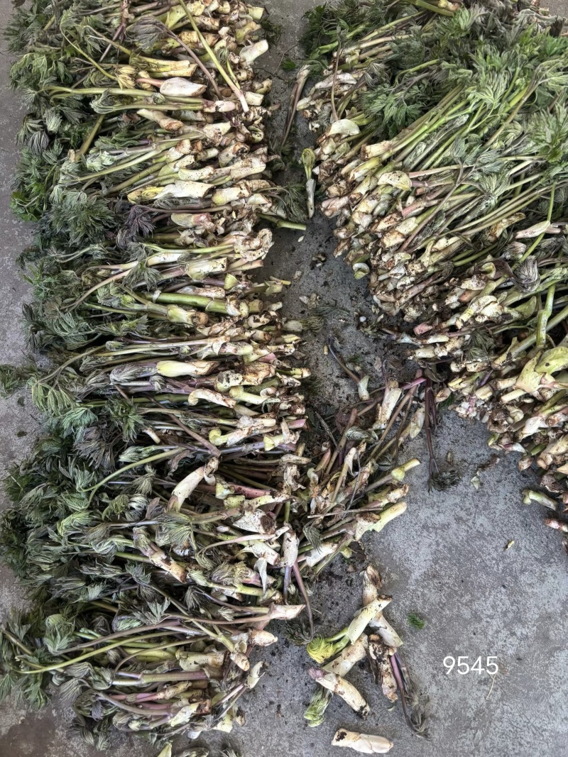 刚刚下山的苦菜需要的老板联系