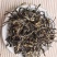 黄草坝古树茶