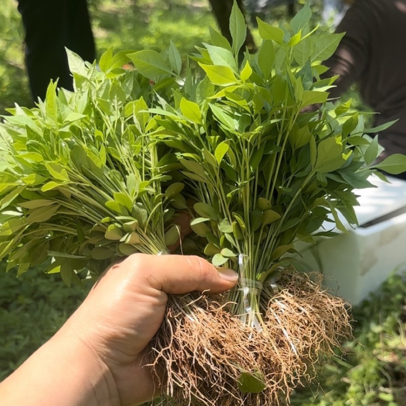 正宗大叶厚皮川黄柏四川基地直供川黄柏幼苗