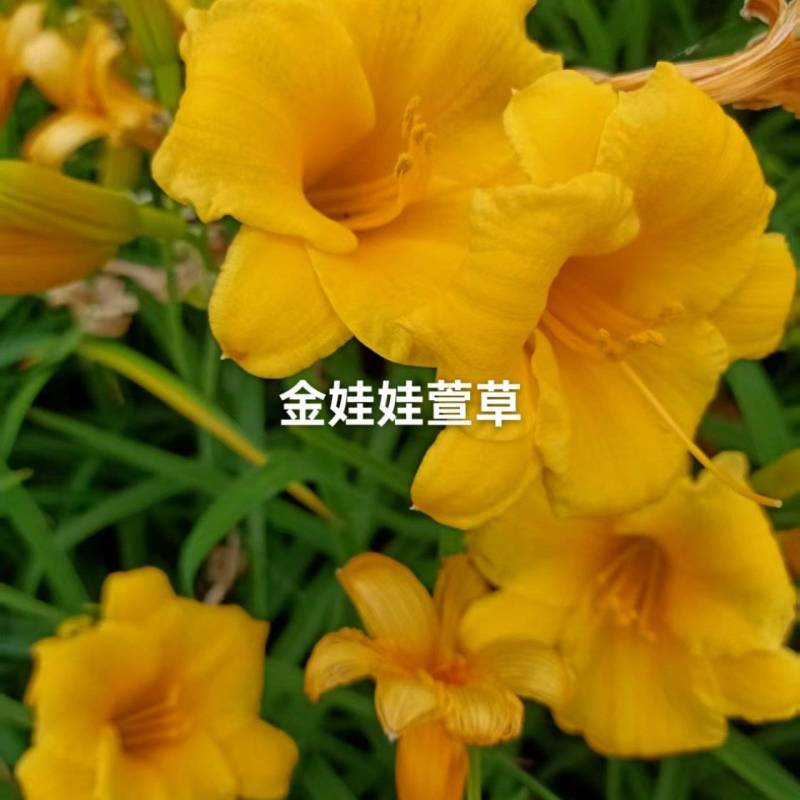 金娃娃萱草，多年生宿根花卉，苗圃海量直销，保证数量和质