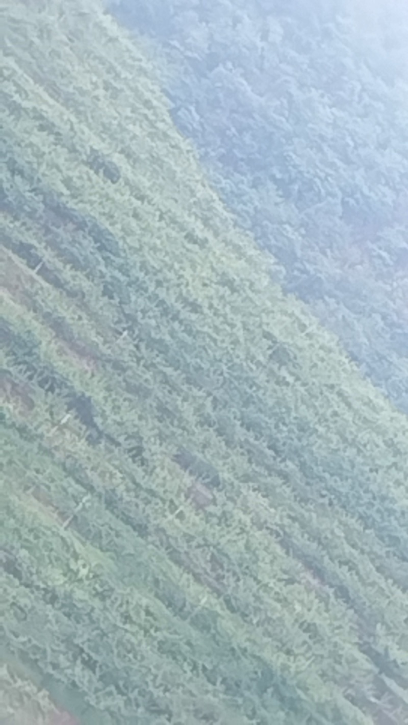 【云南高山青脆李脱骨李】一手货源无中间商，产地直发现摘