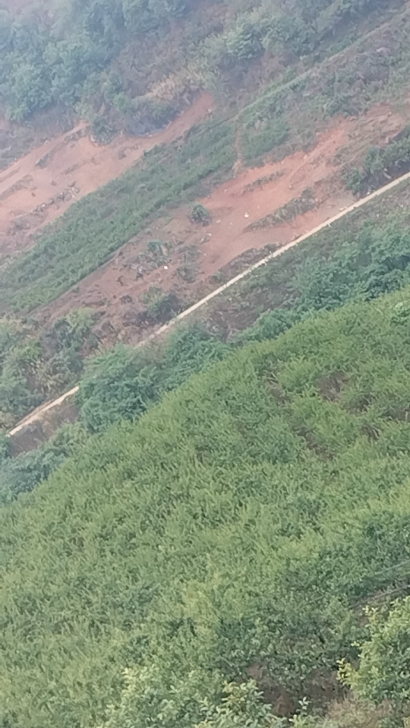 【云南高山青脆李脱骨李】一手货源无中间商，产地直发现摘