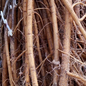 精品优质苗