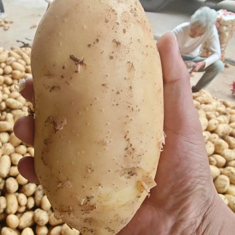 湖北荆门千亩土豆基地