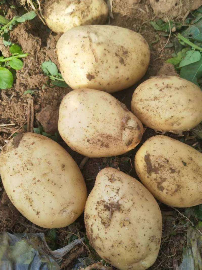 湖北荆门千亩土豆基地