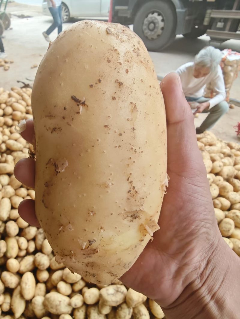 湖北荆门千亩土豆基地