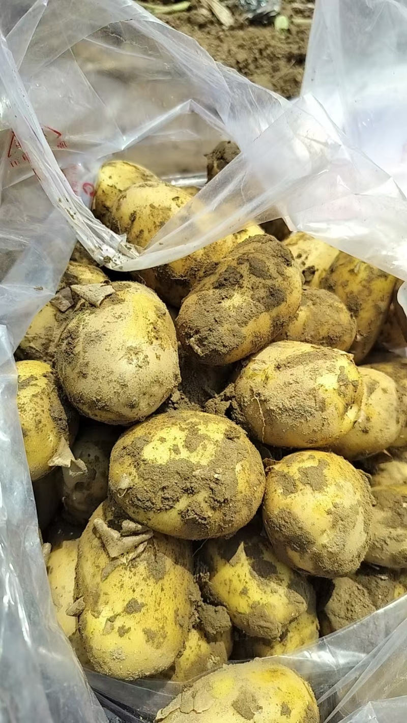 湖北荆门千亩土豆基地
