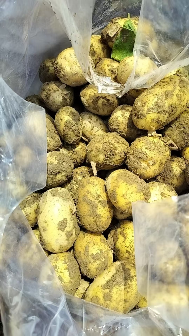 湖北荆门千亩土豆基地