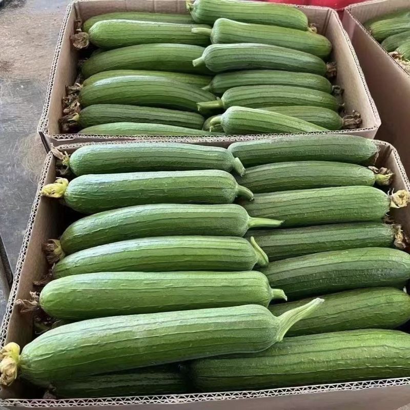 五叶香丝瓜种子蔬菜籽庭院大田种植长肉丝瓜籽种子蔬菜长棱丝