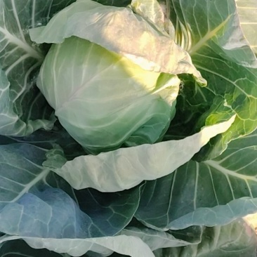 大头菜