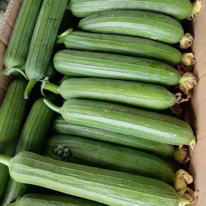 基地专用油皮丝瓜种籽耐褐变肉厚味浓商品性好结果多丝瓜种籽