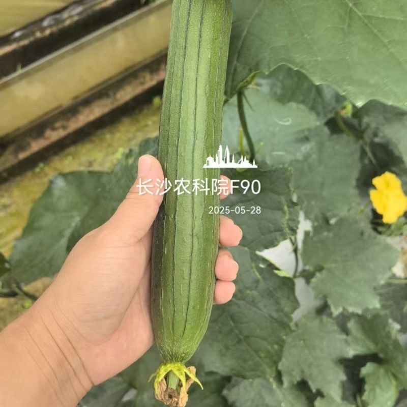 基地专用油皮丝瓜种籽耐褐变肉厚味浓商品性好结果多丝瓜种籽