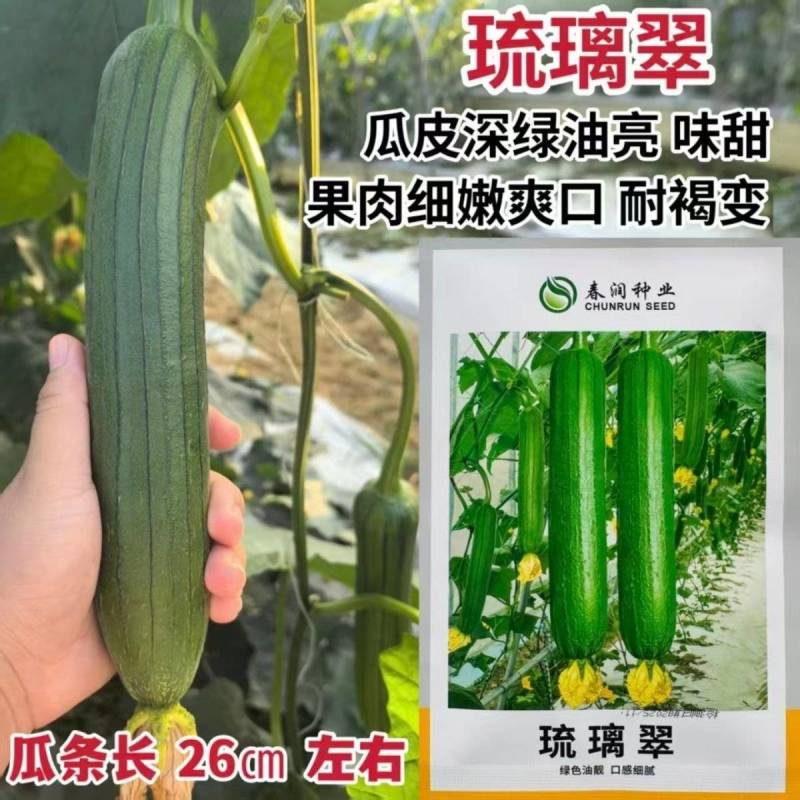 基地专用油皮丝瓜种籽耐褐变肉厚味浓商品性好结果多丝瓜种籽