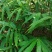 长期出售正宗阳春市春砂仁种植基地自产自销