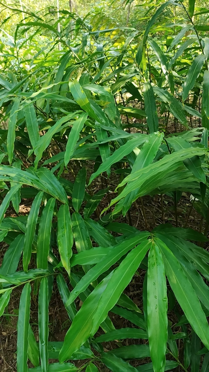 长期出售正宗阳春市春砂仁种植基地自产自销