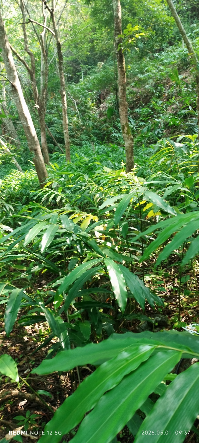 长期出售正宗阳春市春砂仁种植基地自产自销