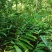 长期出售正宗阳春市春砂仁种植基地自产自销