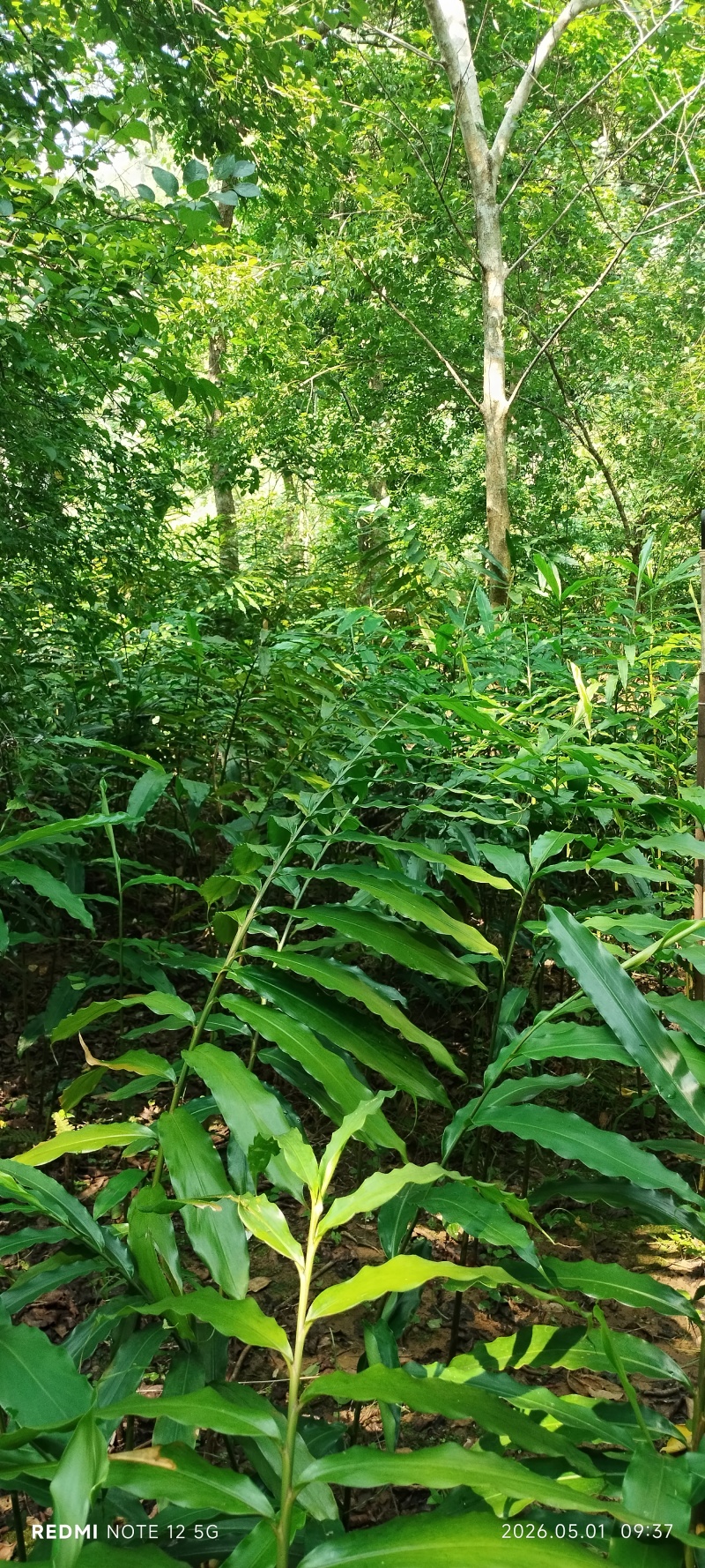 长期出售正宗阳春市春砂仁种植基地自产自销