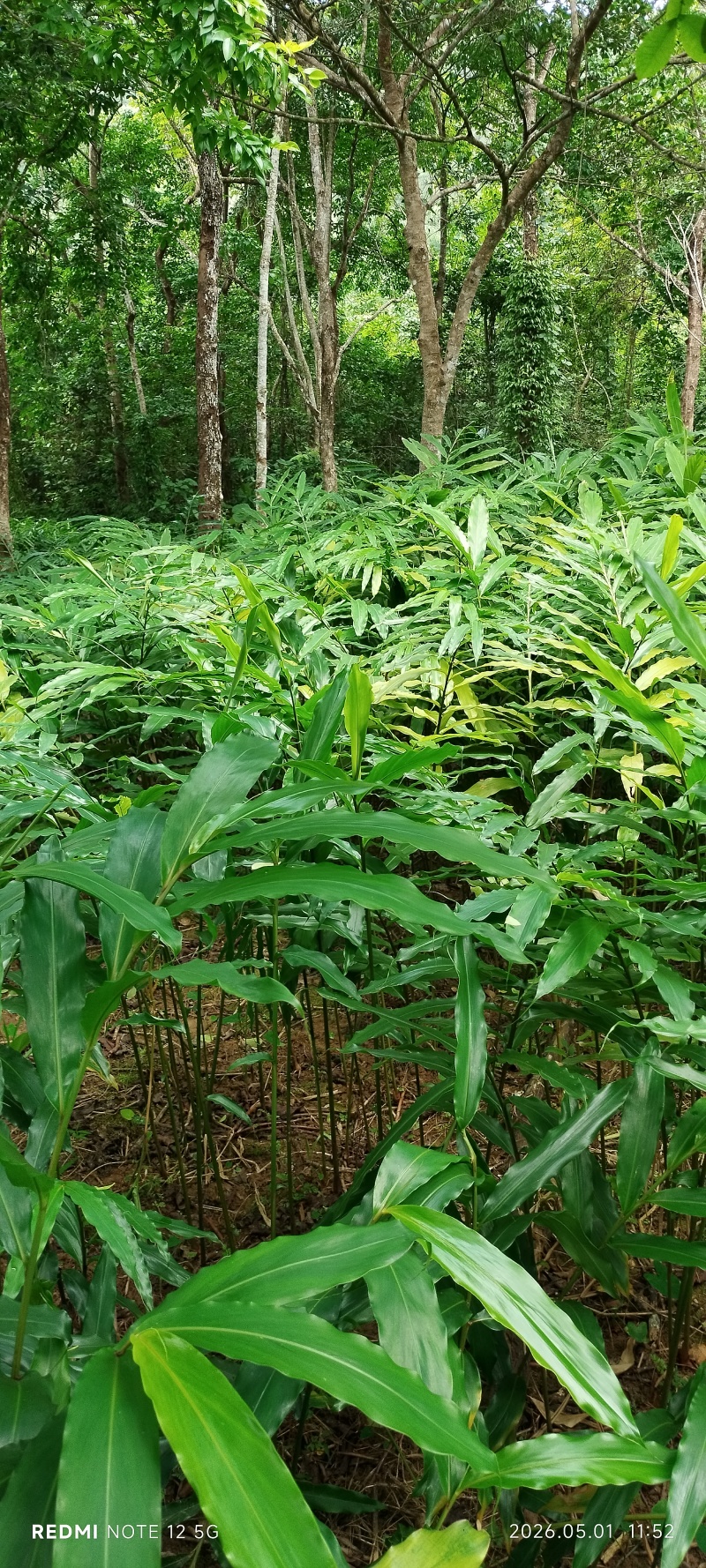 长期出售正宗阳春市春砂仁种植基地自产自销
