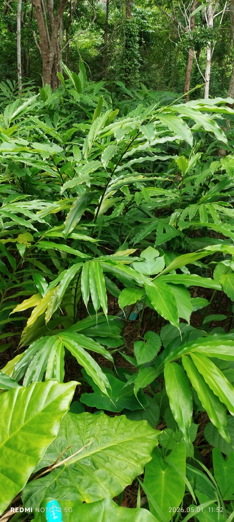 长期出售正宗阳春市春砂仁种植基地自产自销