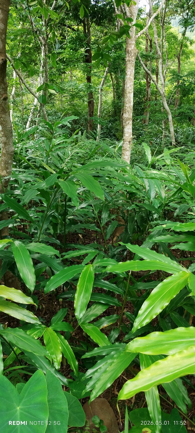 长期出售正宗阳春市春砂仁种植基地自产自销