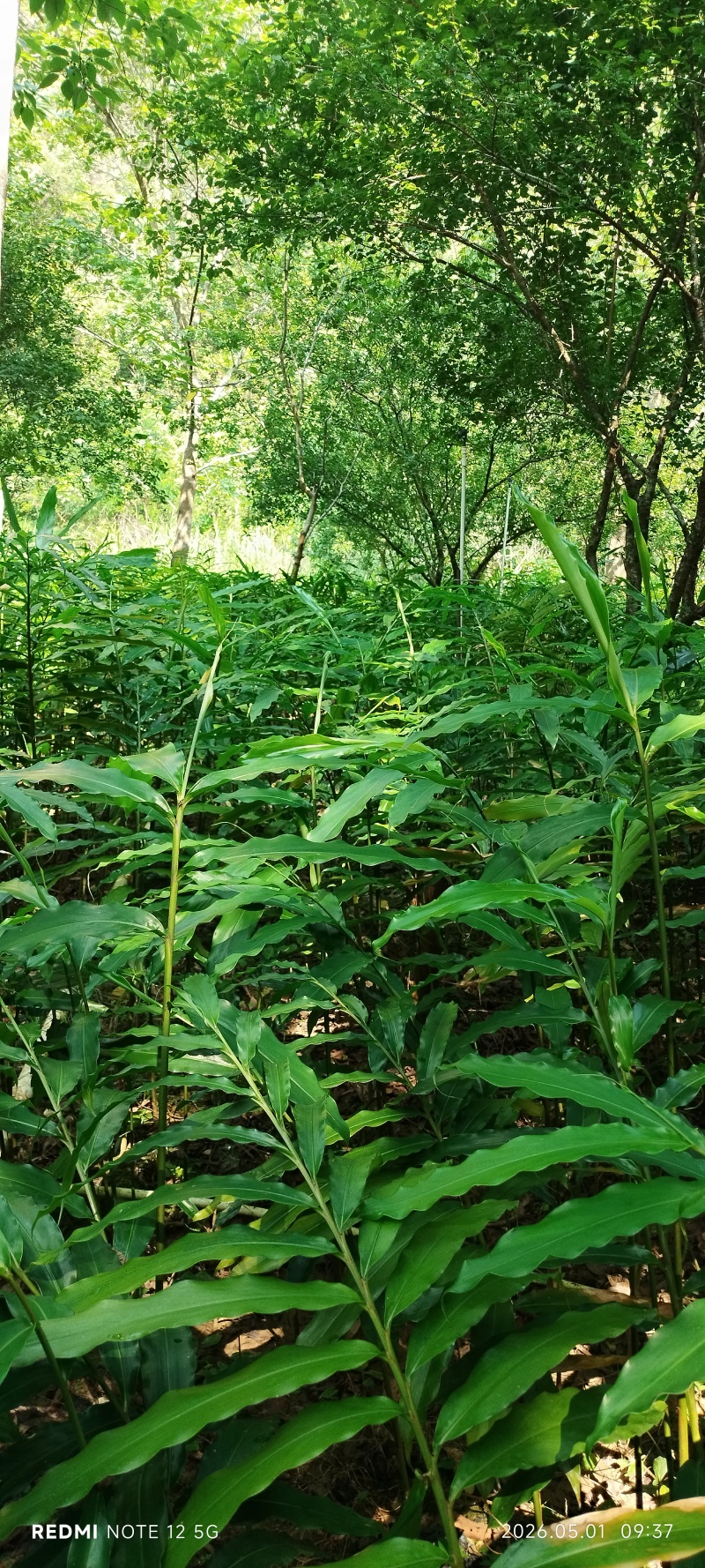 长期出售正宗阳春市春砂仁种植基地自产自销