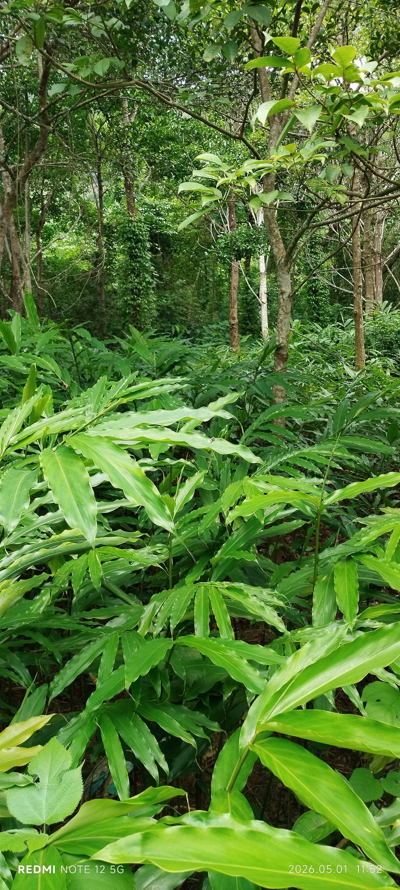 长期出售正宗阳春市春砂仁种植基地自产自销