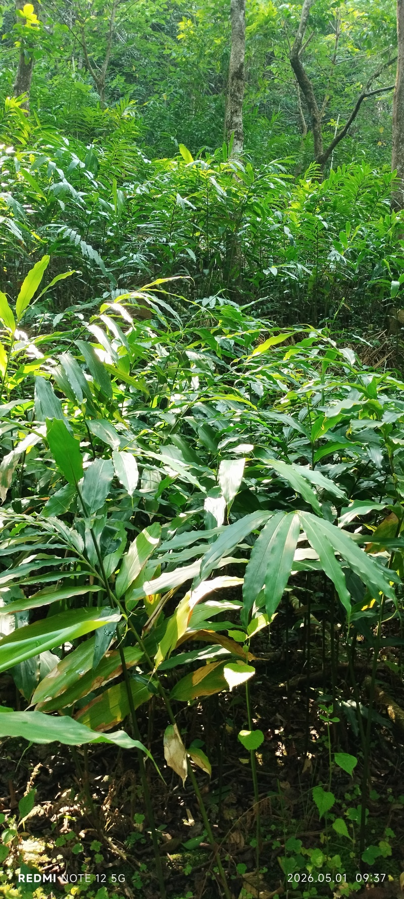 长期出售正宗阳春市春砂仁种植基地自产自销