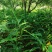 长期出售正宗阳春市春砂仁种植基地自产自销