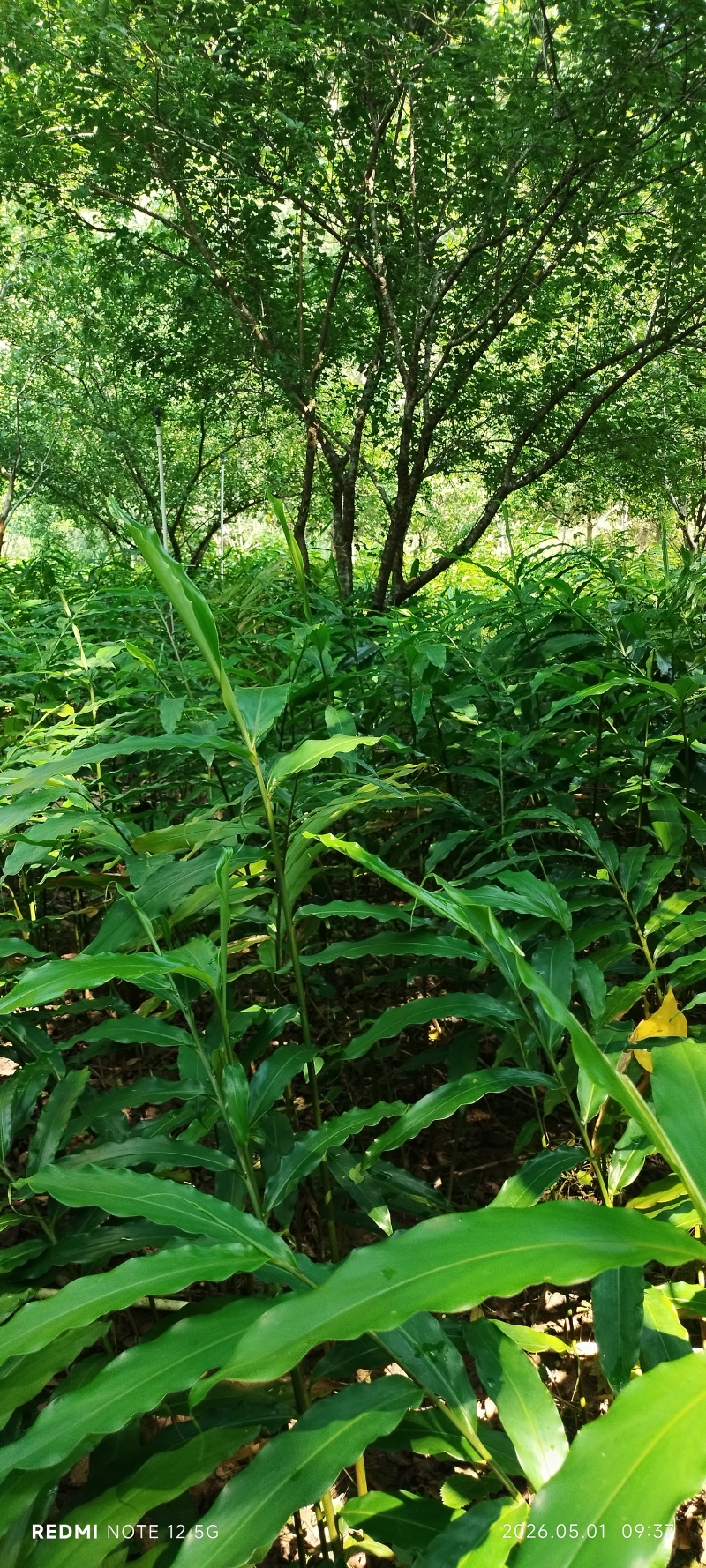 长期出售正宗阳春市春砂仁种植基地自产自销