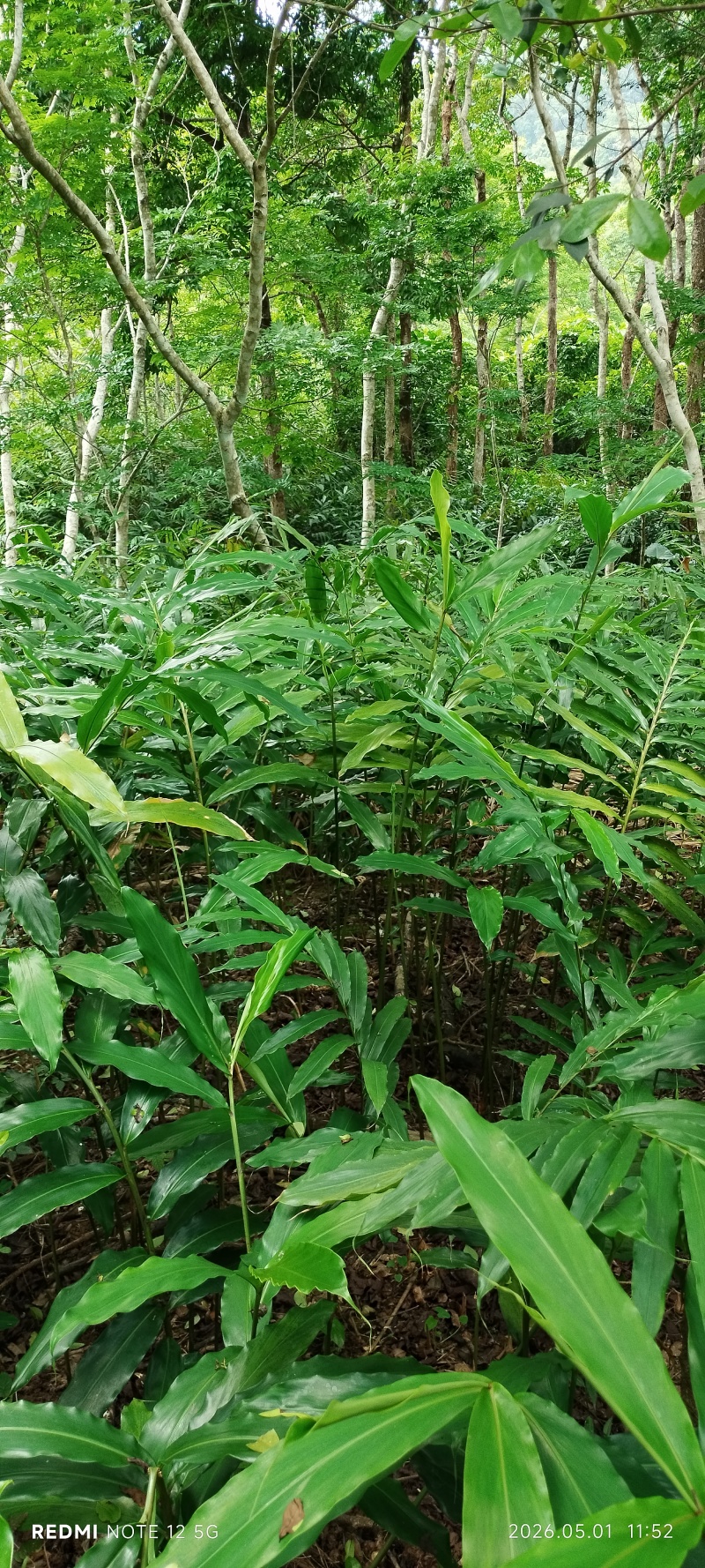 长期出售正宗阳春市春砂仁种植基地自产自销