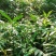 长期出售正宗阳春市春砂仁种植基地自产自销