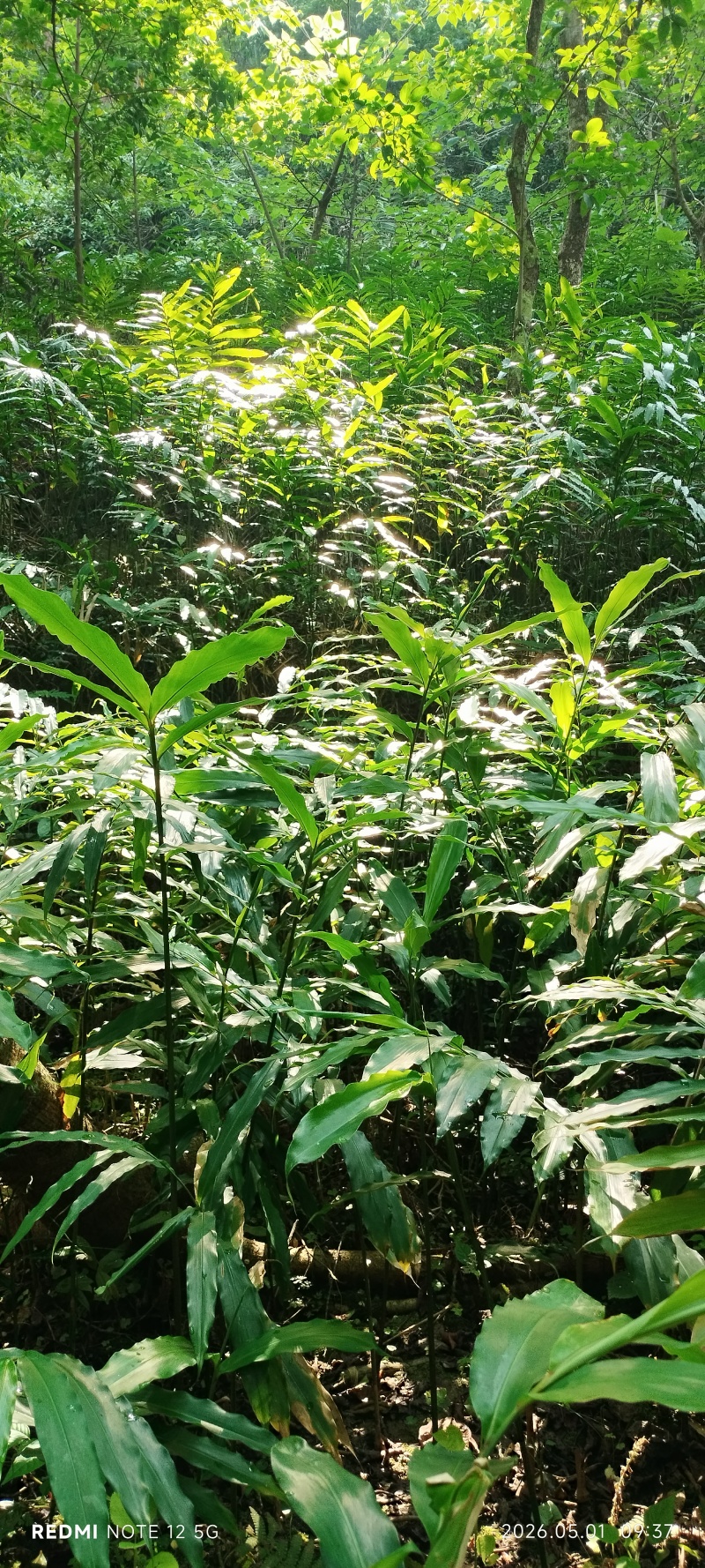 长期出售正宗阳春市春砂仁种植基地自产自销