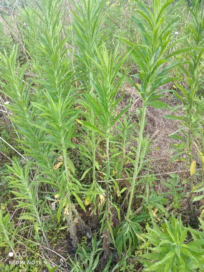 小逢草，精品鲜货小逢草，自然采摘，欢迎咨询。