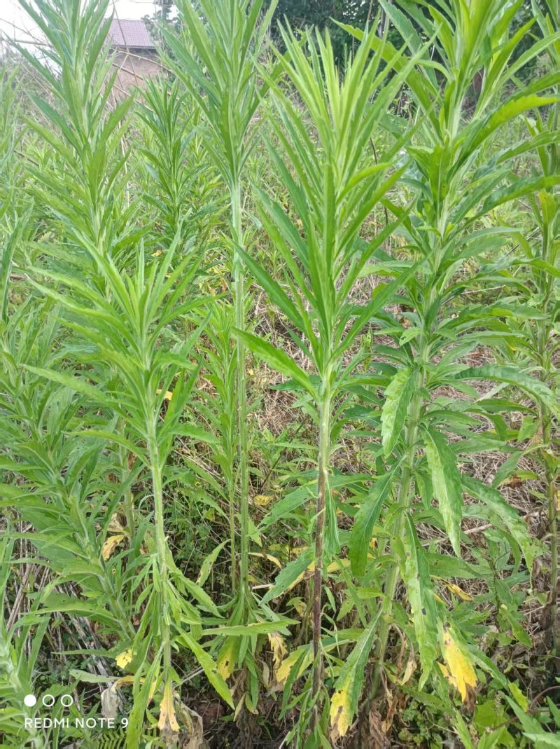 小逢草，精品鲜货小逢草，自然采摘，欢迎咨询。