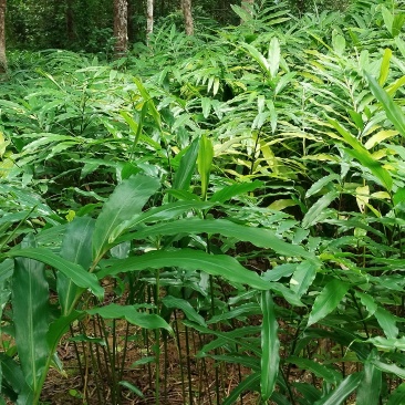 长期有正宗阳春市产地春砂仁苗出售