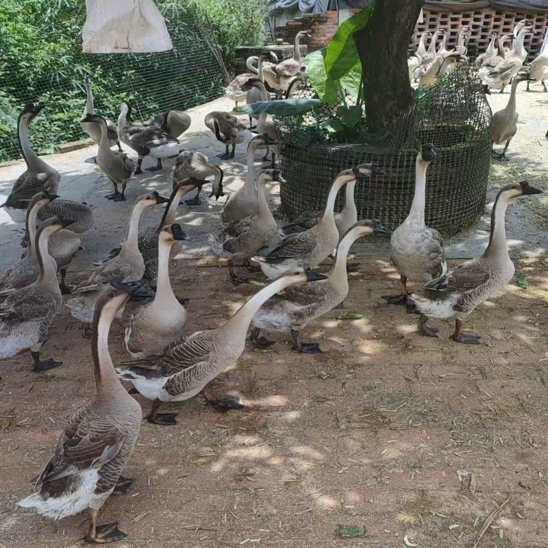 广东黑棕鹅白条鹅现发现发净膛整鹅酒店烧腊卤鹅专用鹅