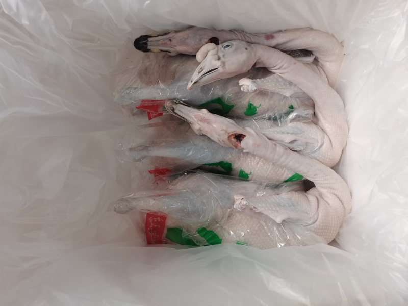 广东黑棕鹅白条鹅现发现发净膛整鹅酒店烧腊卤鹅专用鹅