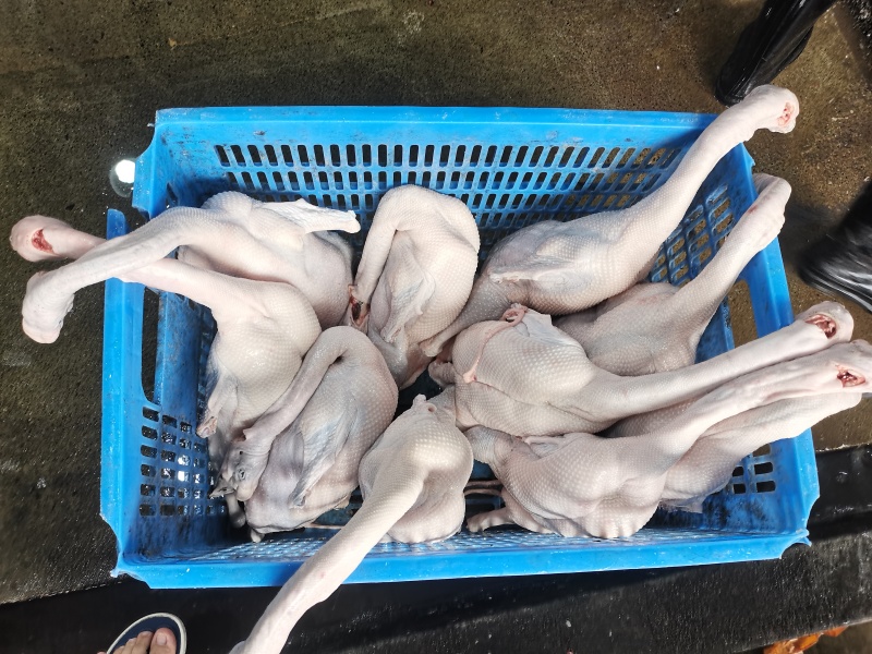 广东黑棕鹅白条鹅现发现发净膛整鹅酒店烧腊卤鹅专用鹅