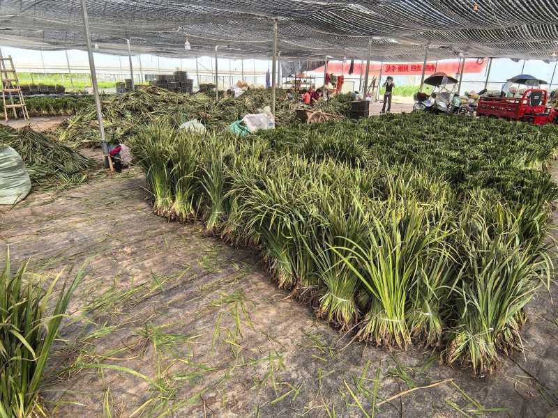 石菖蒲苗，产地直供，量大从优，宽叶好品种