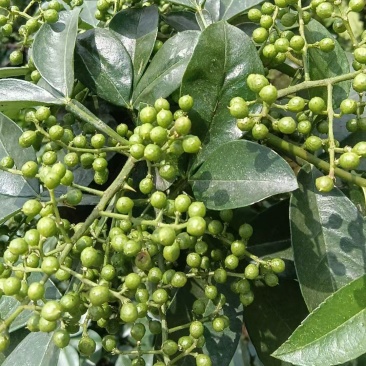 青鲜花椒，现采现发