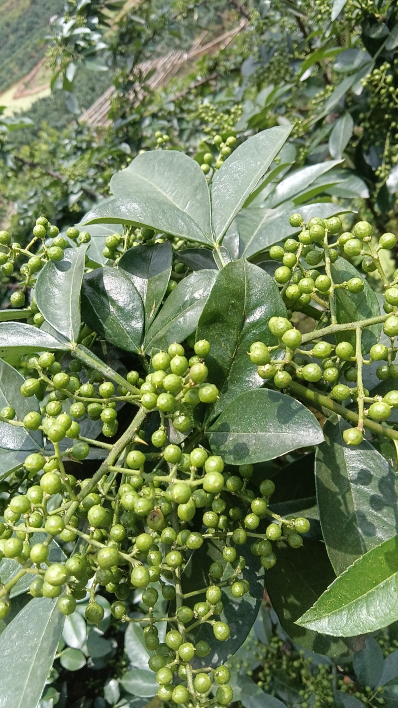 青鲜花椒，现采现发