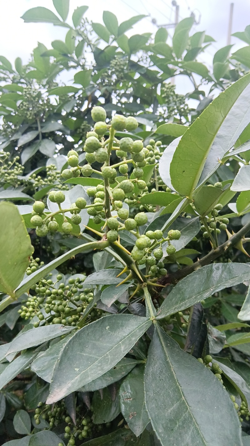 青鲜花椒，现采现发