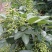 青鲜花椒，现采现发