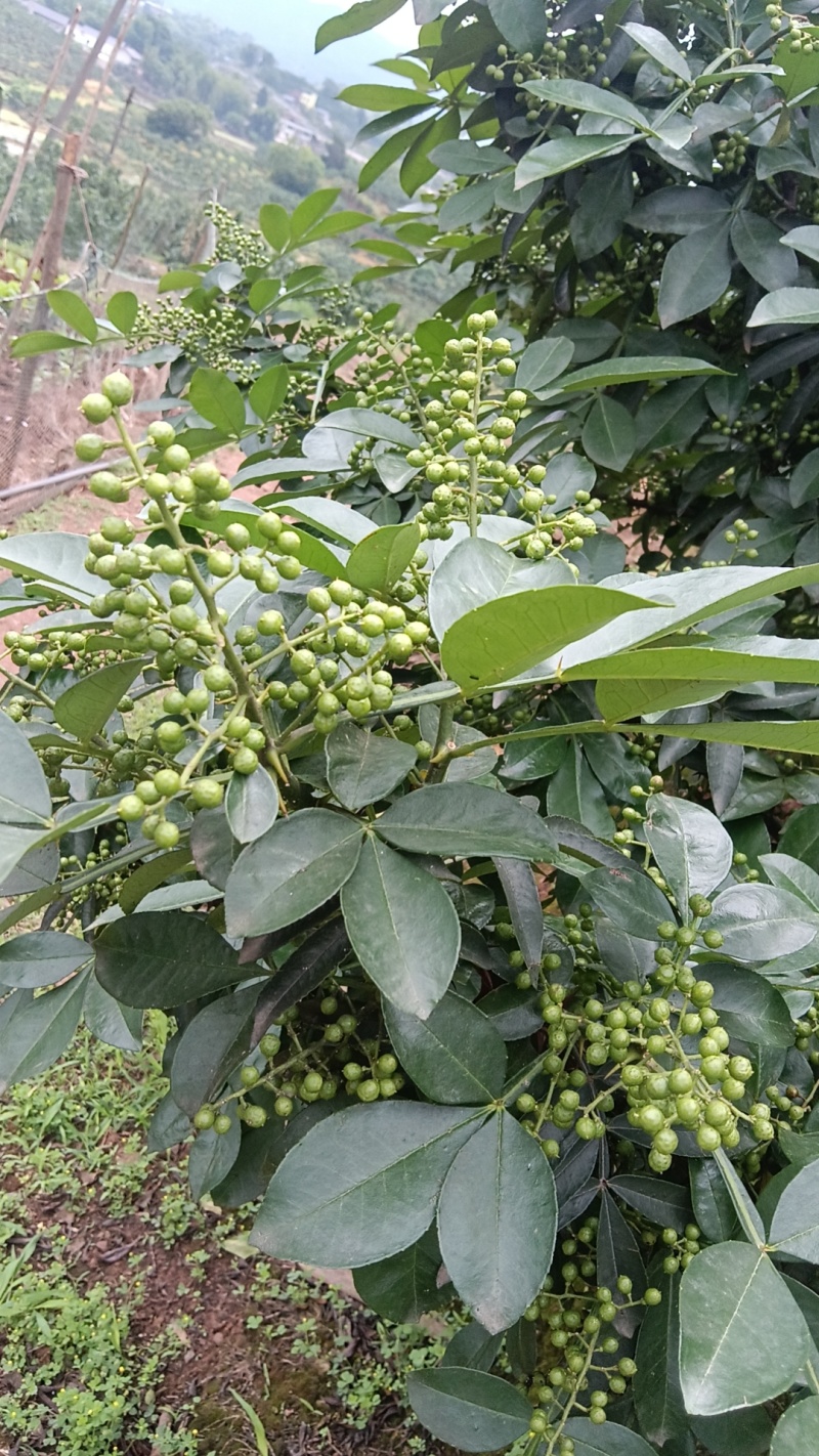 青鲜花椒，现采现发