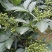 青鲜花椒，现采现发