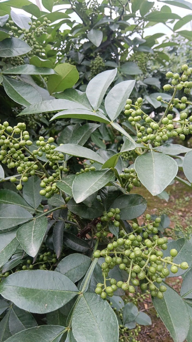 青鲜花椒，现采现发